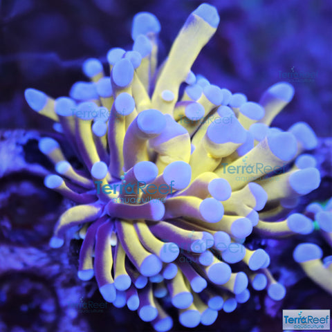 Aussie Gold Torch Coral WYSIWYG Small Frag 20Left