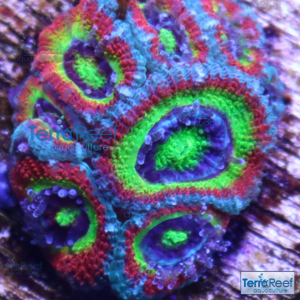 Holy Grail Micromussa Coral Micro F2M Stock