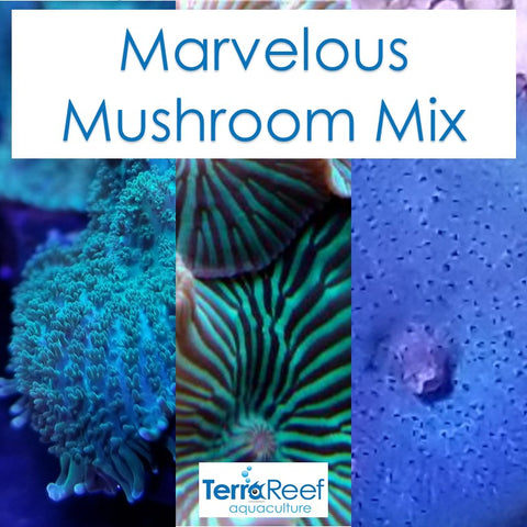 Marvelous Mushroom Mix