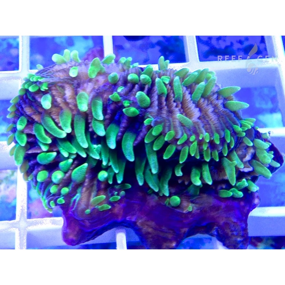 ReefGen Project-X Fungid Fungia Plate Coral Stock