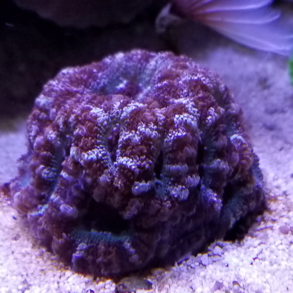 Teal Micromussa lordhowensis Premium "Acan lord" Coral Frag Stock