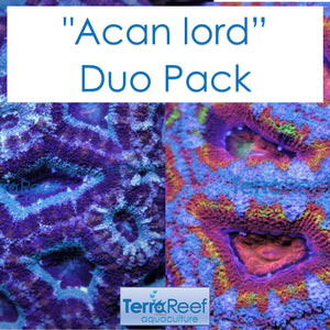Micromussa Acan Lord Duo Coral Pack