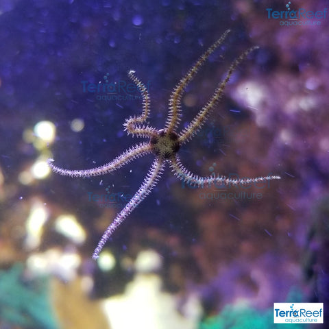 Pack of Asterina Aquilonastrea SeaStars Starfish – TerraReef