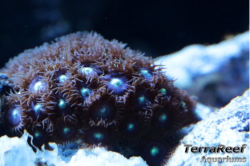 Mint Chocolate Chip Zoanthid Frag Stock