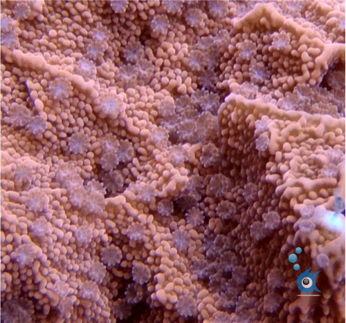 Red Montipora capricornis Frag Stock