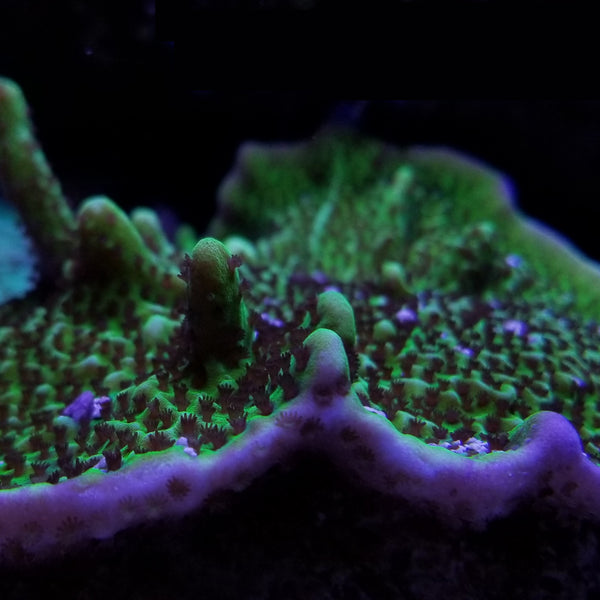 Montipora spongodes Frag Stock