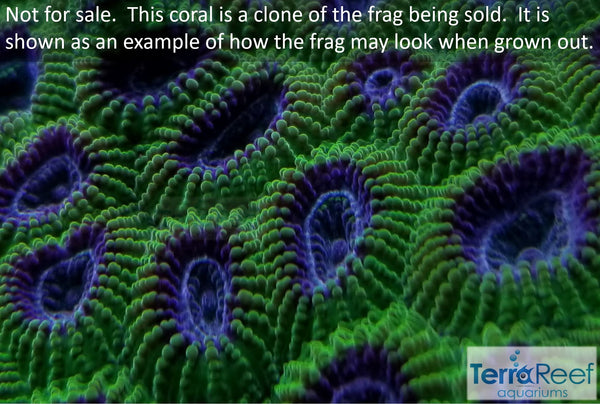 Green Brain Coral Frag Favia Favites Stock