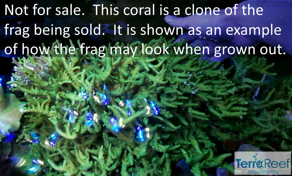 Frilly Green Acro Frag Stock