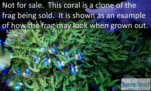Frilly Green Acro Frag Stock
