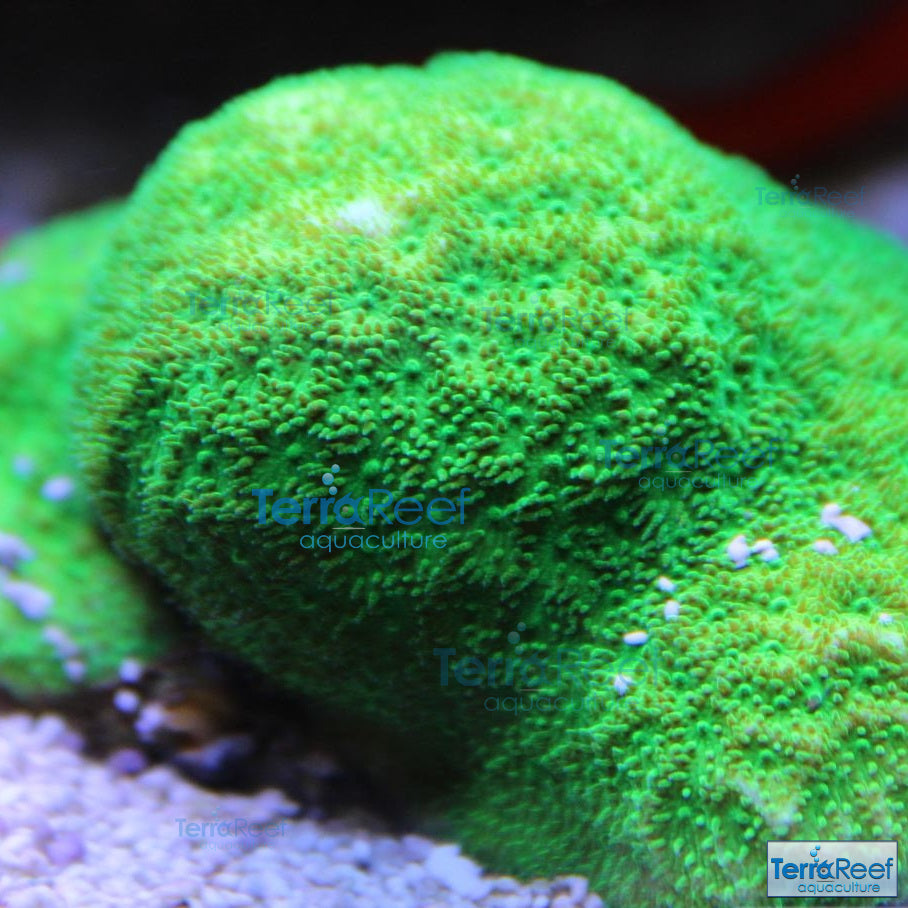 Green Psammocora Frag Stock