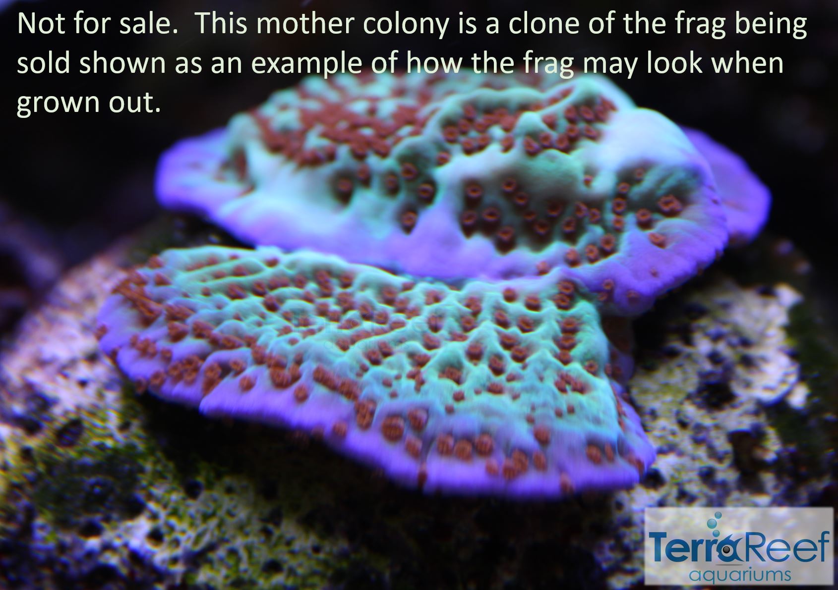 ORA Jedi Mind Trick Montipora Frag Stock