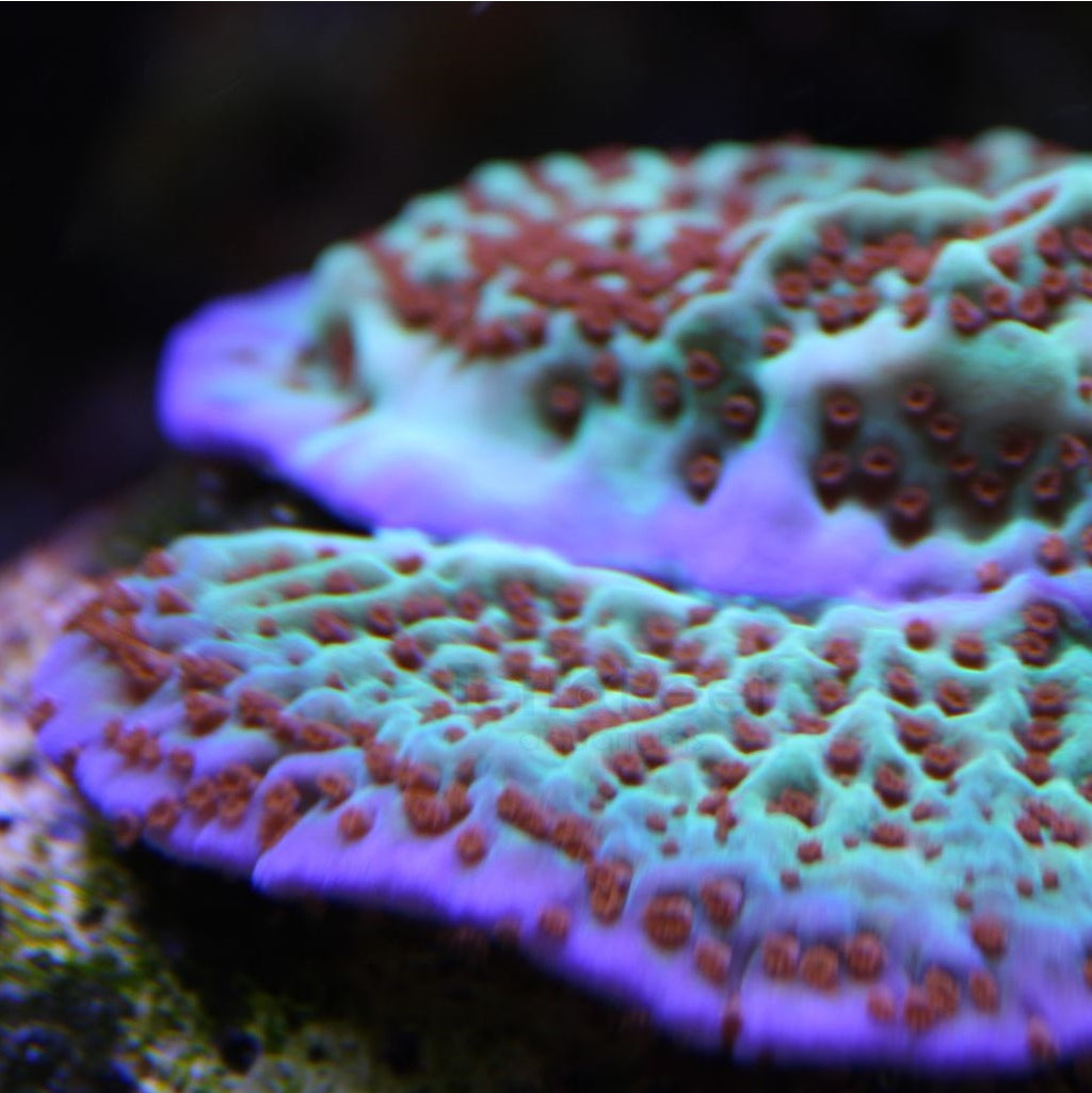 ORA Jedi Mind Trick Montipora Frag Stock