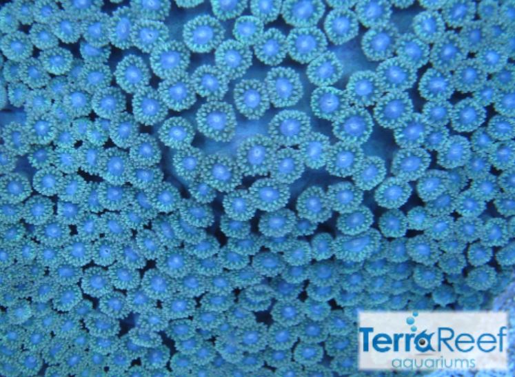 Pagoda cup coral (Turbinaria sp.) Frag Stock