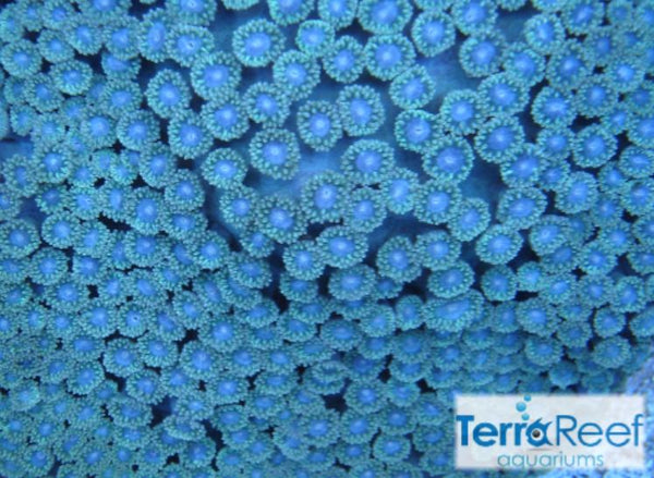 Pagoda cup coral (Turbinaria sp.) Frag Stock