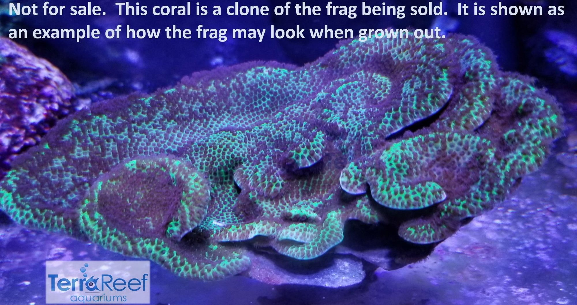 Sand Dollar Frag Stock