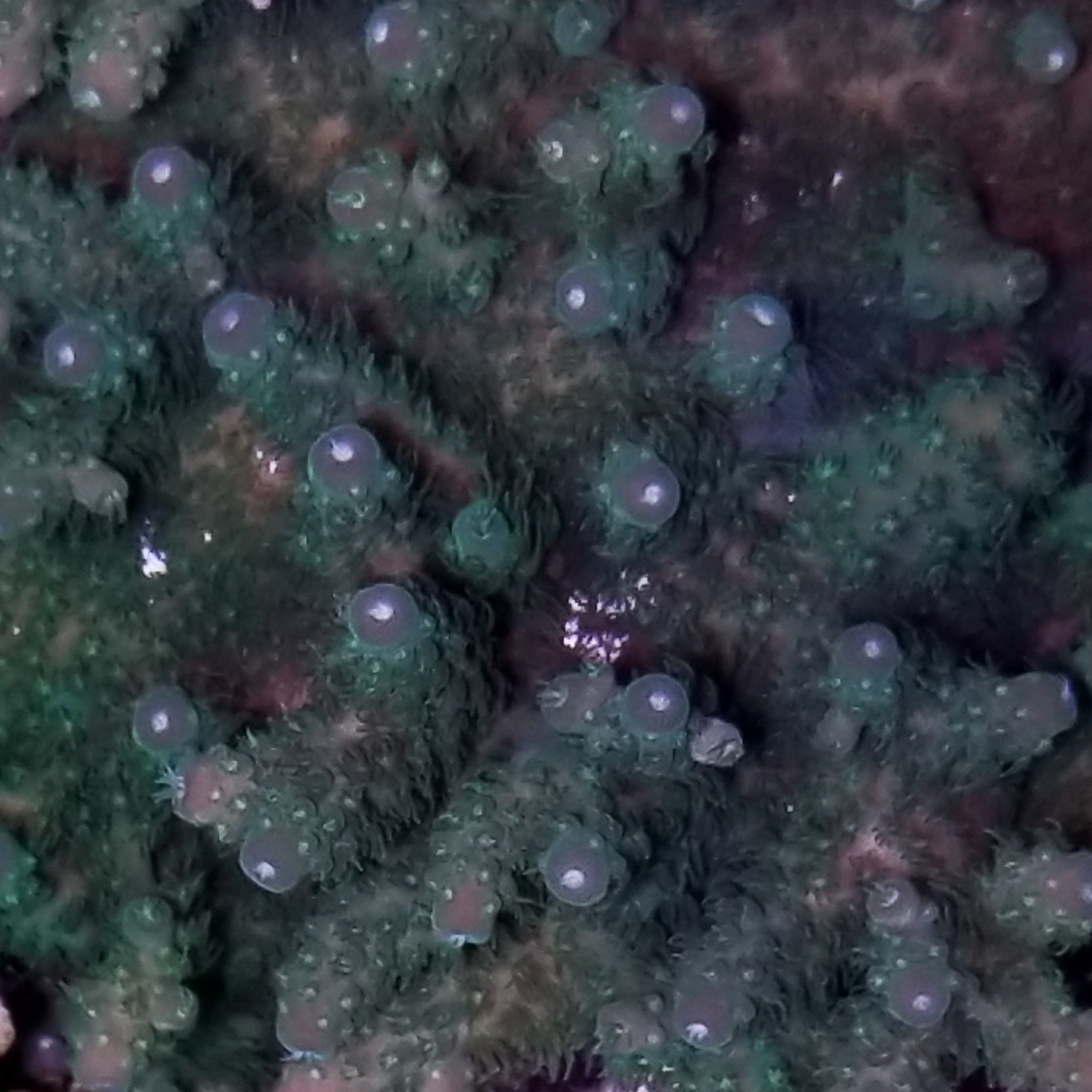 Stubby Finger Acro Frag Stock