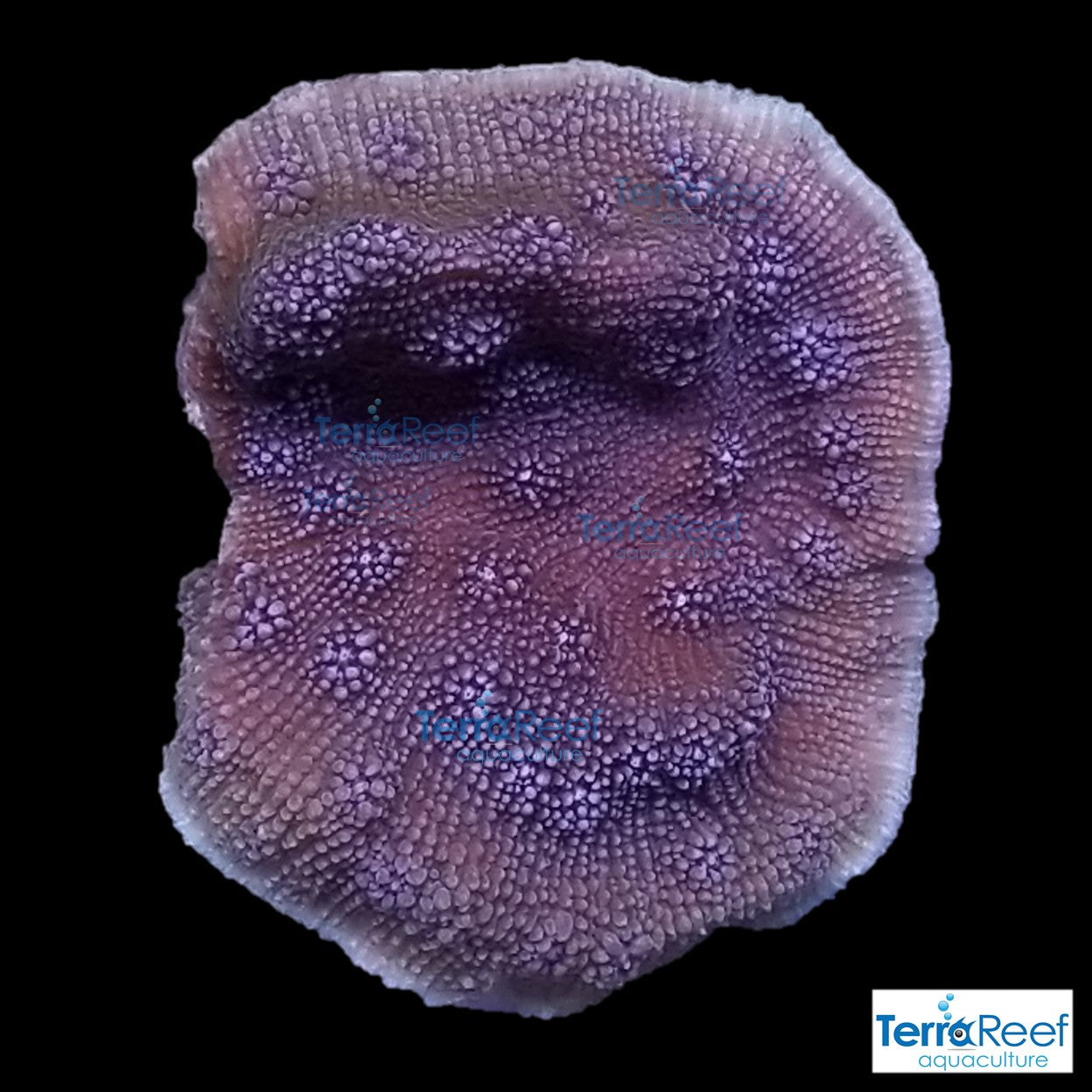 ORA Blue Chalice (Echinopora sp.) Stock Frags