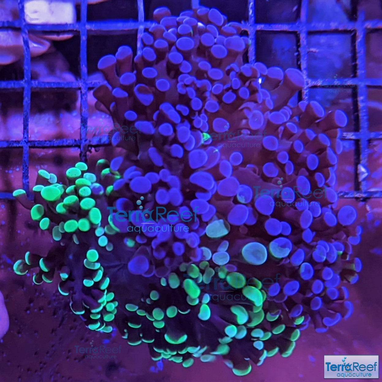 TerraReef MF Sweet Rainbow Bicolor Frogspawn Stock