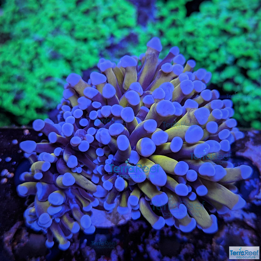 Aquacultured Aussie Gold Torch Coral Stock