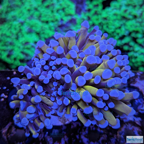 Aquacultured Aussie Gold Torch Coral Stock