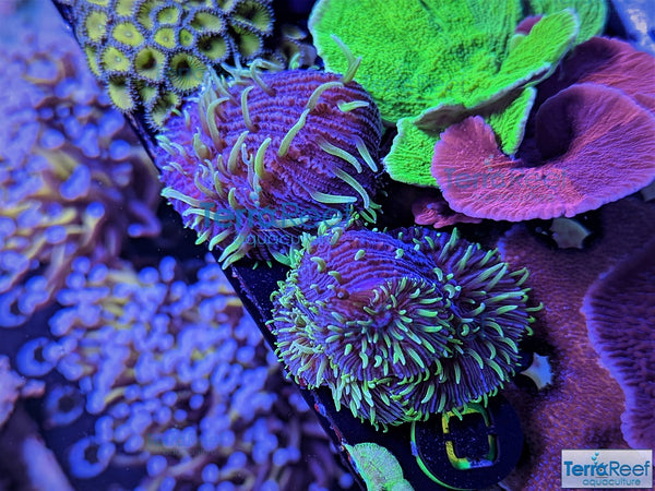 ReefGen Project-X Fungid Fungia Plate Coral Stock