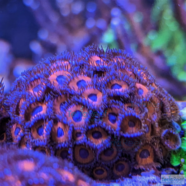 Red Zoanthids Coral WYSIWYG Frag 22