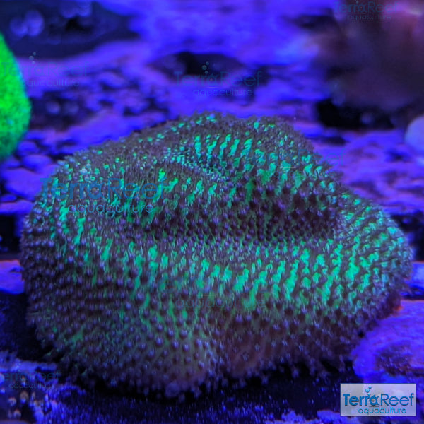 Porites? Coral Aquacultured SPS WYSIWYG Frag 7
