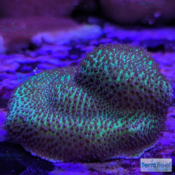 Porites? Coral Aquacultured SPS WYSIWYG Frag 6