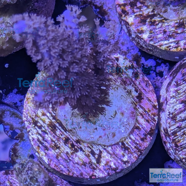 Dark Purple Gorgonian WYSIWYG Frag 10L