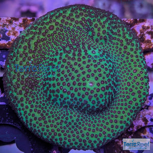 Porites? Coral Aquacultured SPS WYSIWYG Frag 8