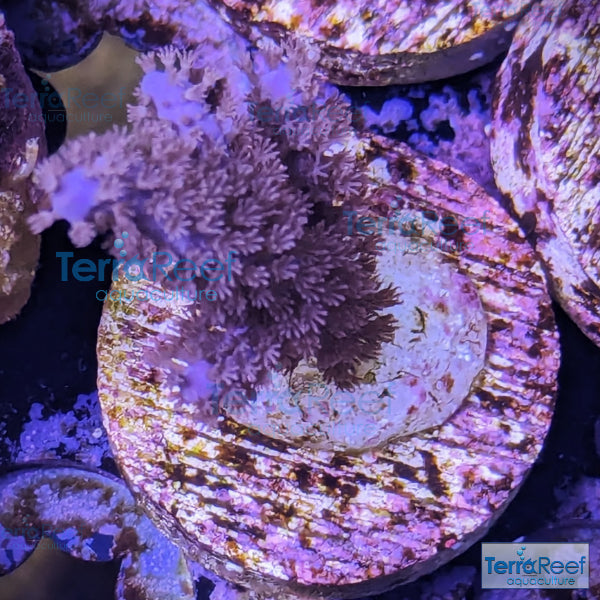 Dark Purple Gorgonian WYSIWYG Frag 10L