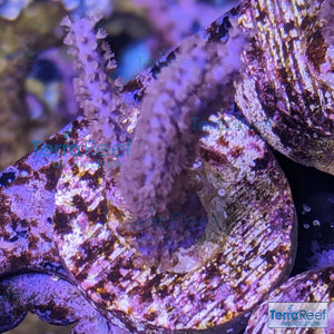 Dark Purple Gorgonian WYSIWYG Frag 11M