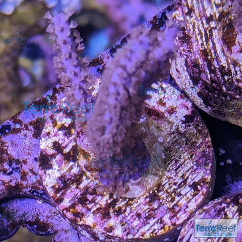 Dark Purple Gorgonian WYSIWYG Frag 11