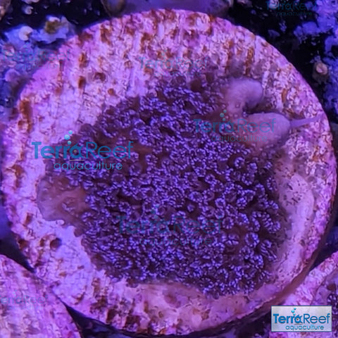 Purple Montipora Digi Coral WYSIWYG Frag 8