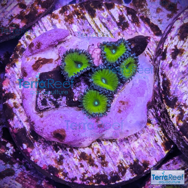 Nuclear Green Paly Zoanthids WYSIWYG Frag 21