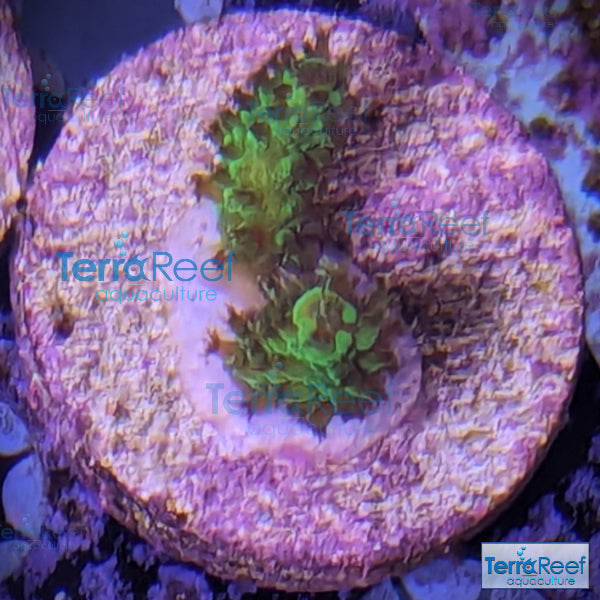 Frilly Green Acropora Acro Coral WYSIWYG Frag 22