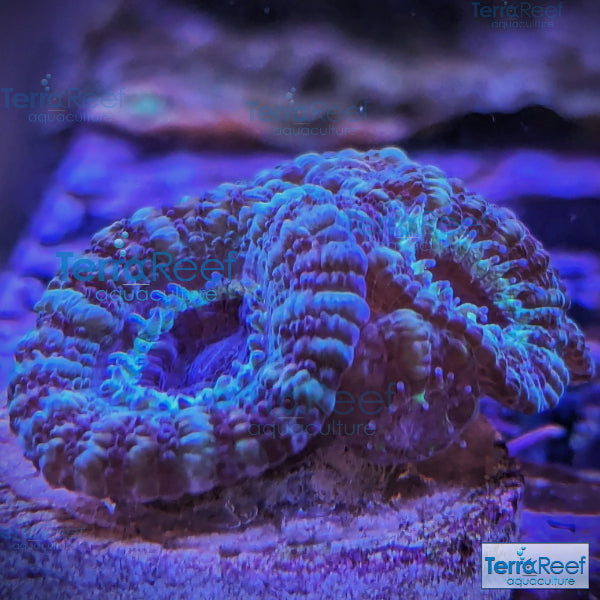 Teal Micromussa "Acan lord" WYSIWYG Frag 21