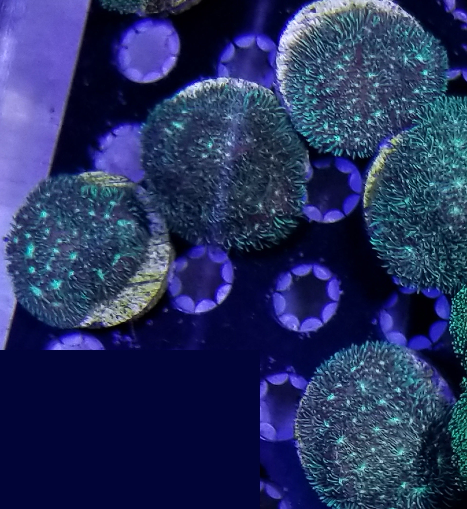 "Shaggy couch Pavona coral"