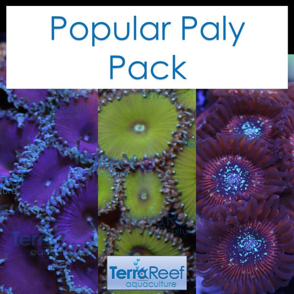 Popular Paly Pack