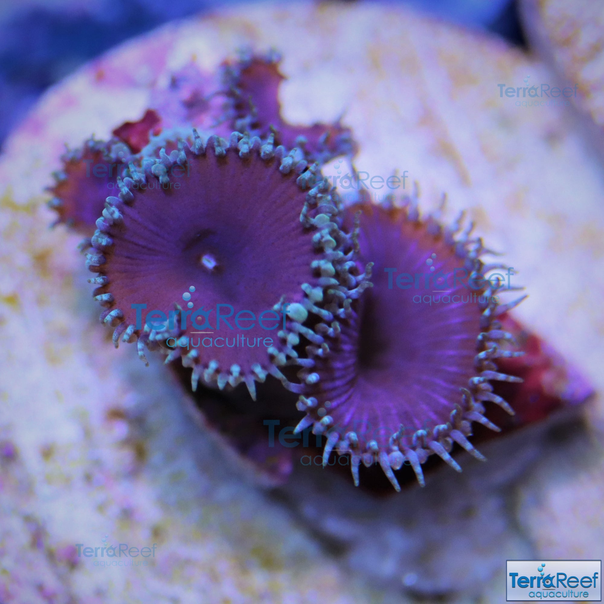 Purple Death Paly Frag Stock