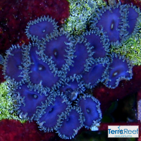Purple Death Paly Frag Stock
