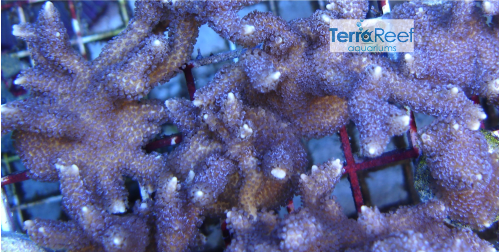 Purple Montipora digitata "digi" Frag Stock