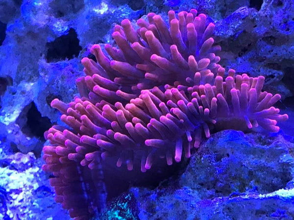 Red Bubble Tip Anemone Stock