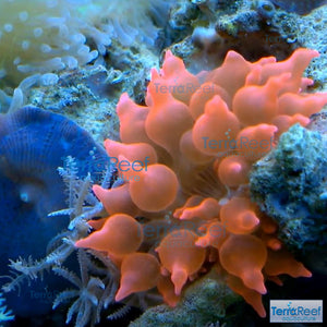 Red Bubble Tip Anemone Stock