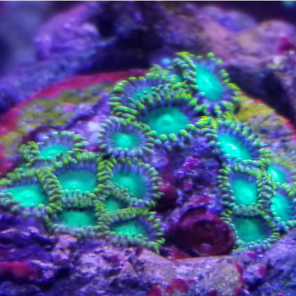 Radioactive Dragon Eyes Zoanthids