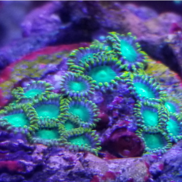 Radioactive Dragon Eyes Zoanthids