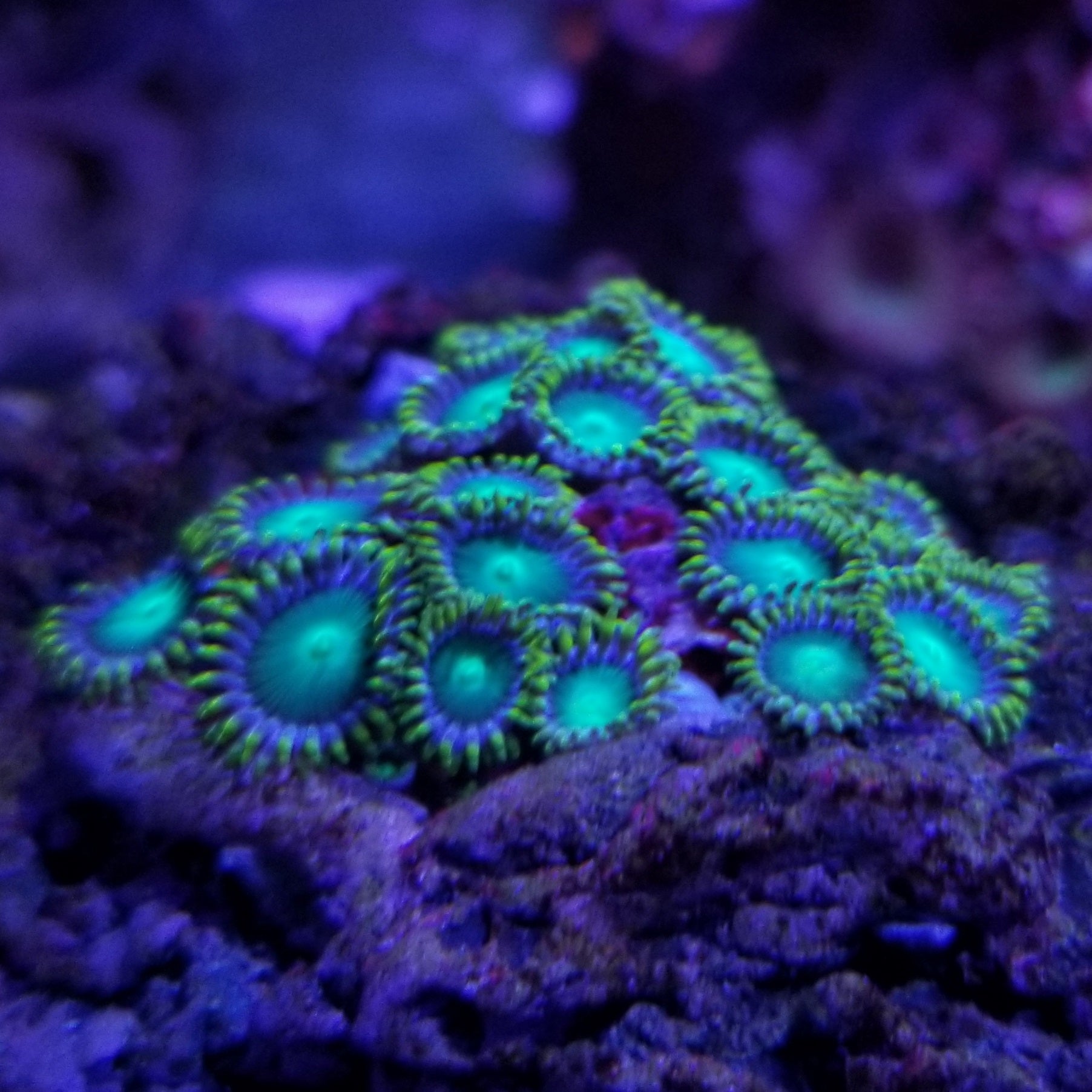 Radioactive Dragon Eyes Zoanthids