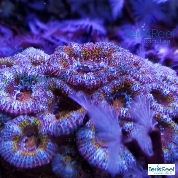 Rainbow Red Micromussa lordhowensis "Acan lord" Coral Frag Stock