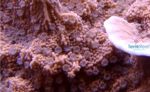 Red Montipora capricornis Frag Stock
