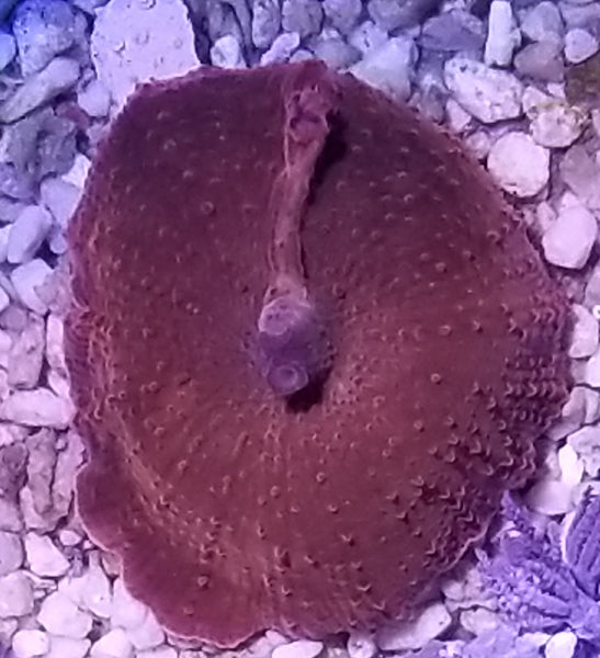 Red Mushroom Stock